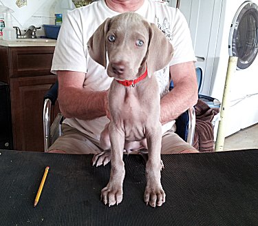 Fern_Front_2.jpg - 20.4 K