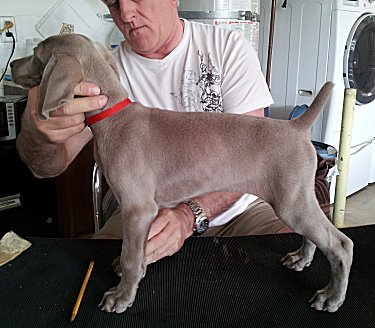 Fern_Side_2.jpg - 20.4 K