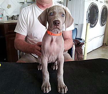 Nellie_Front_2.jpg - 20.4 K