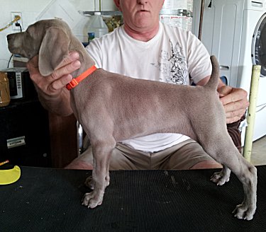 Nellie_Side_2.jpg - 20.4 K