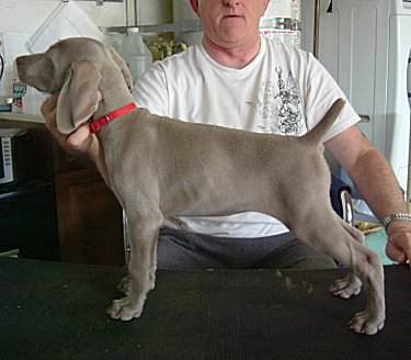 Fern_Side_3.jpg - 20.4 K