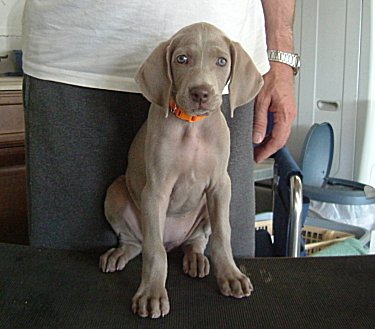 Nellie_Front_3.jpg - 20.4 K