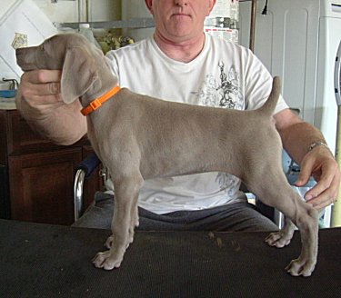 Nellie_Side_3.jpg - 20.4 K