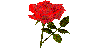 Rose24a_l.gif - 1.71 K