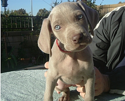 mobley_red_puppy.jpg - 116.21 K