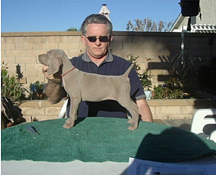 mobley_red_puppy_stand.jpg - 110.39 K