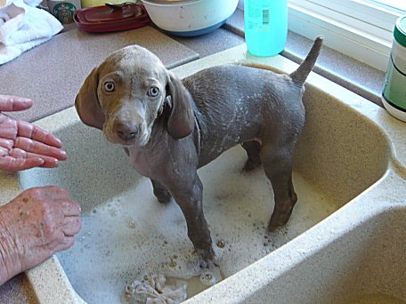 blu_first_bath_10_23_11.jpg