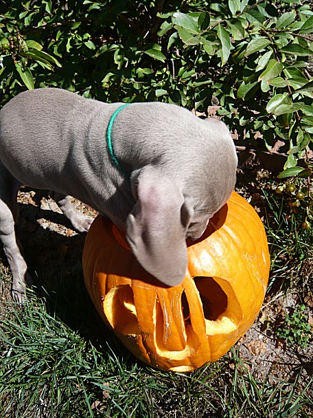 grn_pumpkin_diving_10_23_11.jpg