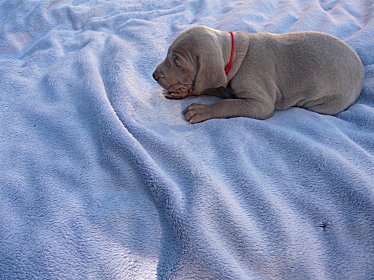 red_2oct11.jpg - 29.1 K