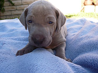 yel_2oct11.jpg - 29.1 K