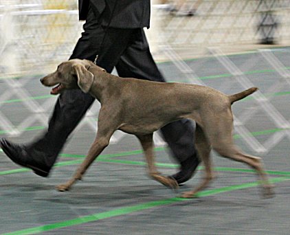 penny_movement.jpg - 137.26 K