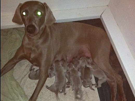 pups_04202012.jpg - 141.29 K