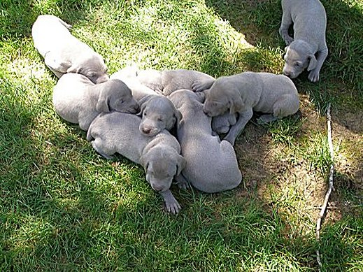 pups_05152012.jpg - 141.29 K