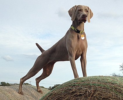 uma_nellie_03_12_2015.jpg - 137.26 K